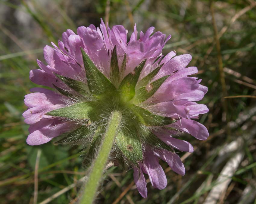 Knautia arvensis / Knautia comune